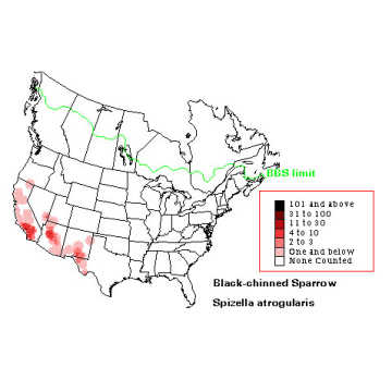 Black-chinned Sparrow distribution map