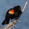 Red-winged Blackbird