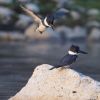 Belted Kingfisher