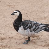 Barnacle Goose