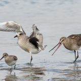 With Black-bellied plover on October 6.