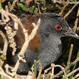 Black Rail