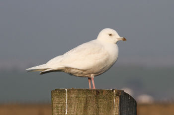 Adult plumage