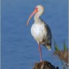 American White Ibis