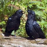 Northwestern Crows
