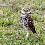 Burrowing Owl