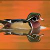 Wood Duck