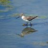 Terek Sandpiper