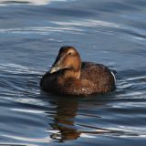 Common Eider (female) taken in Crescent City, Del Norte County, California. This is the second California record for Common Eider.