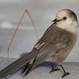 Gray Jay close-up