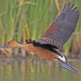 Inm flight - Estero Llano Grande State Park, TX,