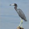 Little Blue Heron