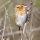 Nelson's Sharp-tailed Sparrow