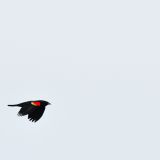 Red-winged Blackbird in flight