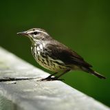 Northern Waterthrush