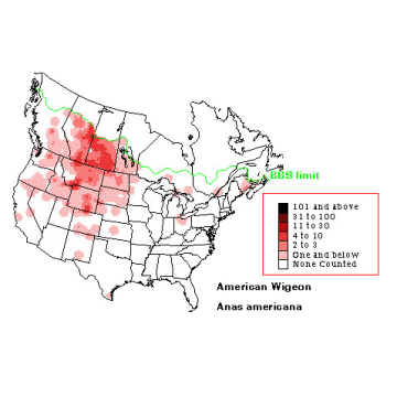 American Wigeon distribution map