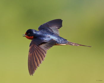 Barn Swallow in flight