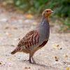 Gray Partridge