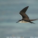 Bridled Tern