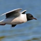 Adult in flight - profile