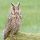 Long-eared Owl