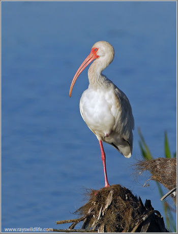 American White Ibis