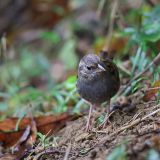 Gray Bunting