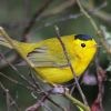 Wilson's Warbler