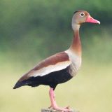 Black-bellied Whistling-Duck