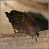 Black Rail