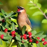 Cedar Waxwing