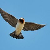 In flight in Palo Alto, California, US - April 28, 2009