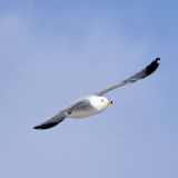 Ring-billed Gull