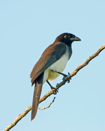 Brown Jay