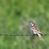 Chestnut-collared Longspur