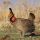 Lesser Prairie-Chicken