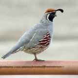 Quail on a rail