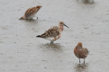 Breeding plumage - May 1.