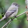 Hammond's Flycatcher