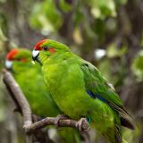 Red-crowned Parrot