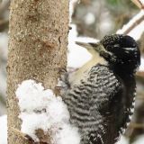 Female American Three-toed Woodpecker