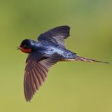 Barn Swallow in flight