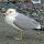 California Gull