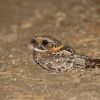 Buff-collared Nightjar