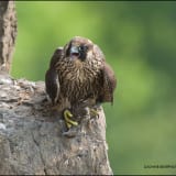 Immature Pergerine Falcon