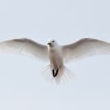 Adult plumage in flight