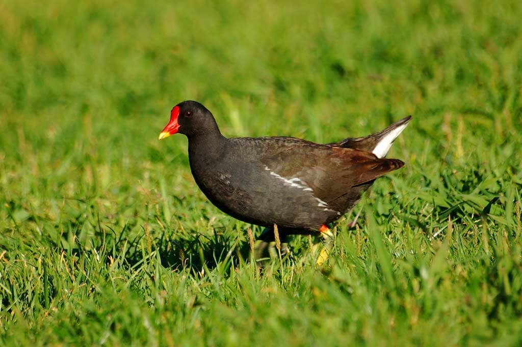 Common Moorhen EBirdr