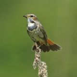 Female - Russia, Moscow region, Chelobit'evo - June 14, 2006