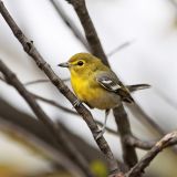 Yellow-throated Vireo