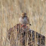 Baird's Sparrow